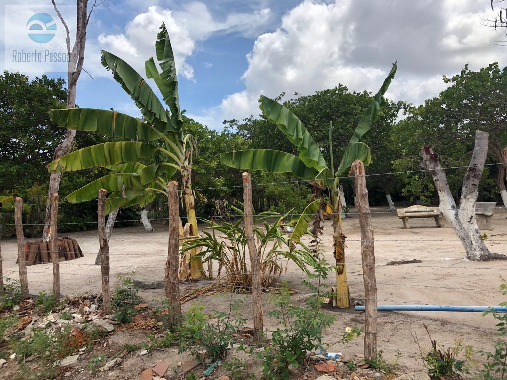 rea cultivada